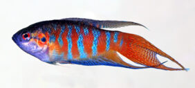 Paprastasis makropodas