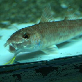 Upeneus japonicus žvejyba