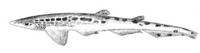Galeus melastomus žvejyba