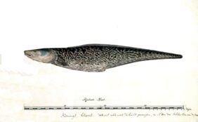Genypterus capensis žvejyba