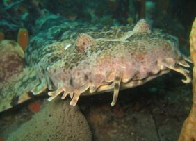 Orectolobus ornatus žvejyba