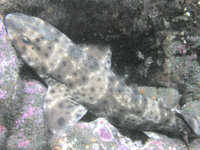 Cephaloscyllium ventriosum žvejyba