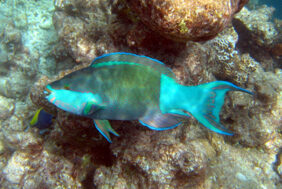 Scarus frenatus žvejyba