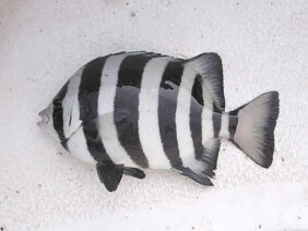 Oplegnathus fasciatus žvejyba