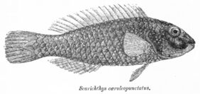 Leptoscarus vaigiensis žvejyba
