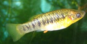 Limia nigrofasciata žvejyba