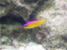 Pictichromis diadema žvejyba