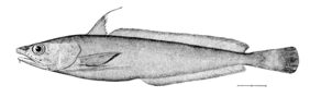 Urophycis tenuis žvejyba