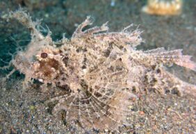 Pteroidichthys amboinensis žvejyba