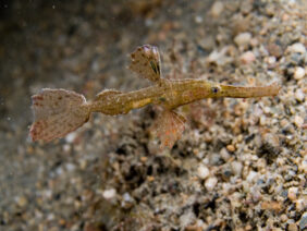 Solenostomus leptosoma žvejyba