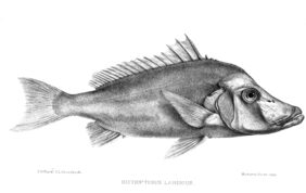 Paristiopterus labiosus žvejyba