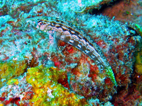 Parapercis cylindrica žvejyba
