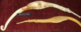 Solegnathus spinosissimus žvejyba