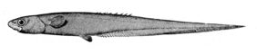 Notacanthus sexspinis žvejyba