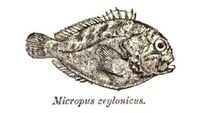 Caracanthus unipinna žvejyba