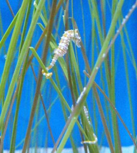 Hippocampus zosterae žvejyba