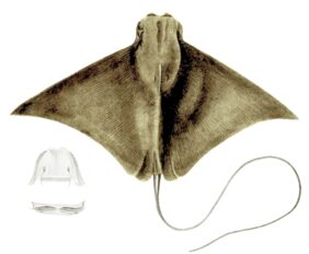 Rhinoptera javanica žvejyba