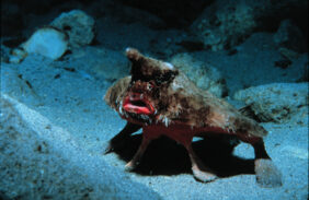 Ogcocephalus parvus žvejyba