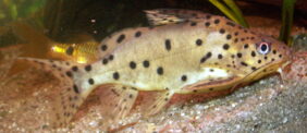 Synodontis njassae žvejyba