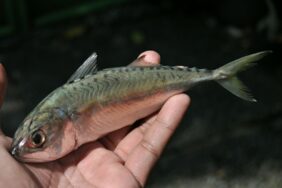 Rastrelliger brachysoma žvejyba