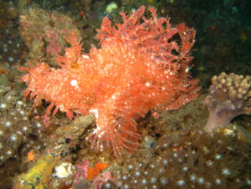 Rhinopias frondosa žvejyba