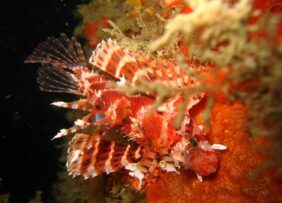 Dendrochirus brachypterus žvejyba