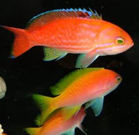 Pseudanthias bimaculatus žvejyba