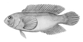 Labracinus cyclophthalmus žvejyba