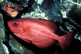 Heteropriacanthus cruentatus žvejyba