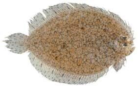 Psammodiscus ocellatus žvejyba