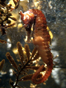 Hippocampus subelongatus žvejyba