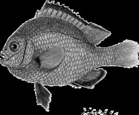 Dascyllus marginatus žvejyba