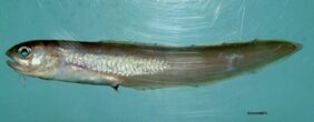 Ophidion holbrookii žvejyba