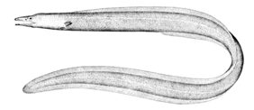 Ilyophis brunneus žvejyba