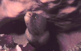 Enchelycore nigricans žvejyba