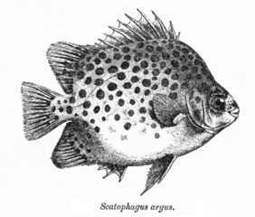 Scatophagus argus žvejyba