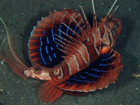 Parapterois heterura žvejyba