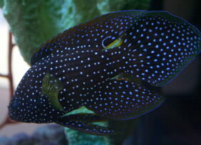 Calloplesiops altivelis žvejyba