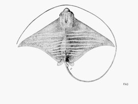Aetomylaeus maculatus žvejyba