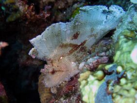 Taenianotus triacanthus žvejyba