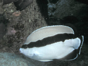 Apolemichthys arcuatus žvejyba