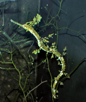 Haliichthys taeniophorus žvejyba