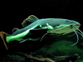 Phractocephalus hemioliopterus žvejyba