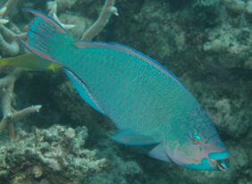 Scarus altipinnis žvejyba