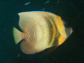 Pomacanthus zonipectus žvejyba