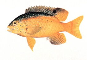 Stegastes leucostictus žvejyba