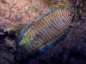 Soleichthys heterorhinos žvejyba