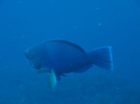 Scarus ovifrons žvejyba