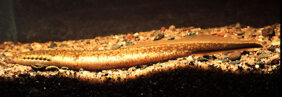 Ichthyomyzon fossor žvejyba