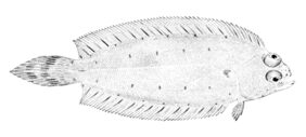 Glyptocephalus cynoglossus žvejyba